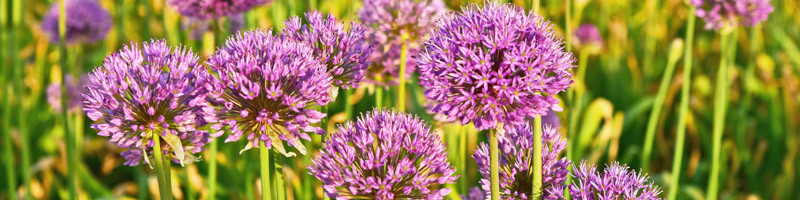 Allium